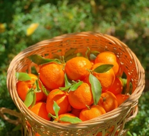 橙黄橘绿时令至